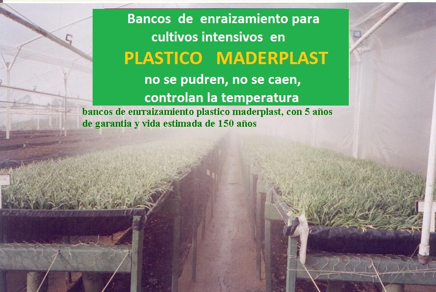 bancos de enraizamiento banco para enraizar y propagar flores clavel rosa esqueje brotes maderas plásticas maderplast para bancos de germinación de flores propagación de plantas vivas camas 003 bancos de enraizamiento banco para enraizar y propagar flores clavel rosa esqueje brotes maderas plásticas maderplast para bancos de bancos de enraizamiento banco para enraizar y propagar flores clavel rosa esqueje brotes maderas plásticas maderplast para bancos de germinación de flores propagación de plantas vivas camas 003 germinación de flores propagación de plantas vivas camas 003